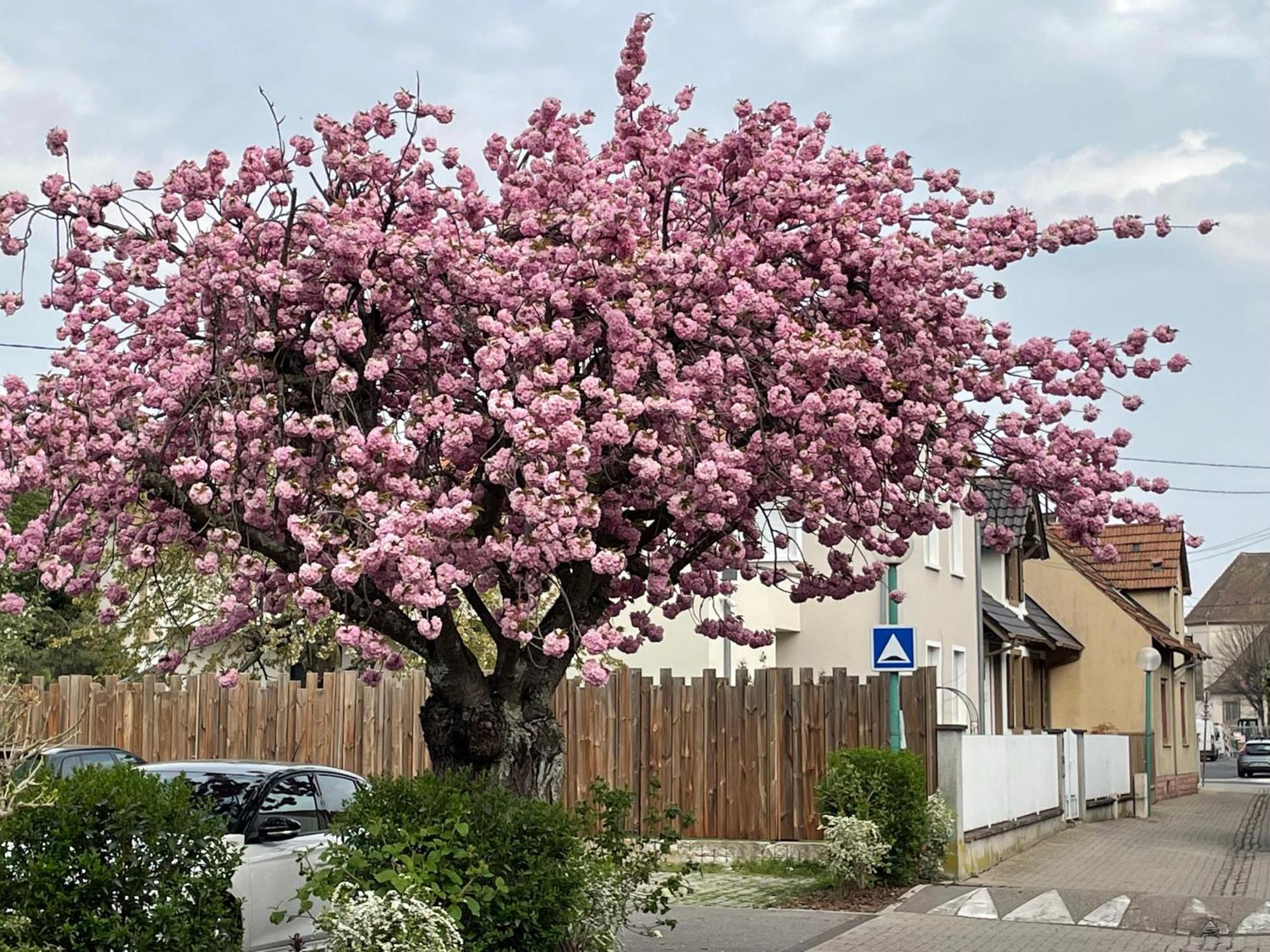 Le 6B Βίλα Hoenheim Εξωτερικό φωτογραφία